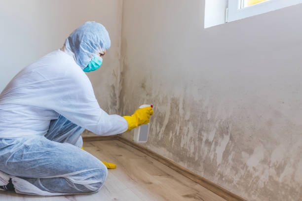 Licensed Mold Removal service in Denton, TX - Mold Remediation HQ
