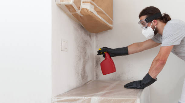 Professional Mold Removal technician working in Denton, TX
