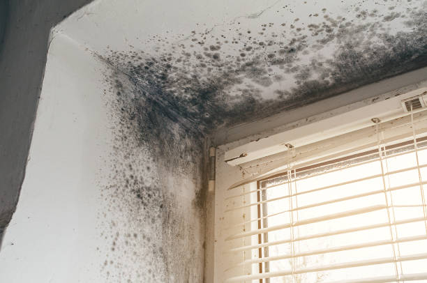 Affordable Mold Removal solutions in Denton, TX