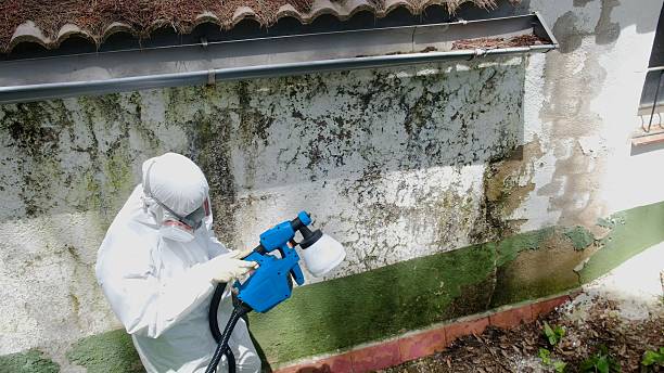 Top rated local Mold Removal specialists in Denton, TX